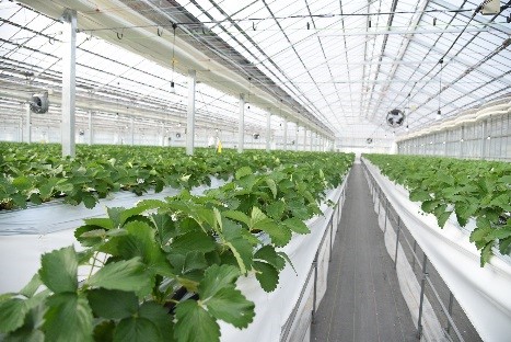 10月6日 4haの大規模植物工場による周年イチゴ栽培技術 生産販売