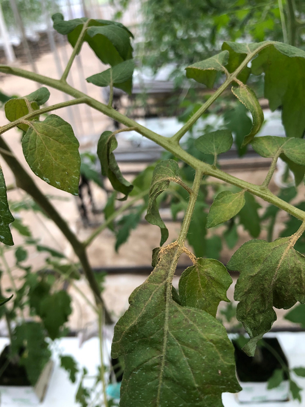 八街農場 １０月の病害虫と肥培管理 ミニトマト 極めるコラム アグリカルチャークラブ
