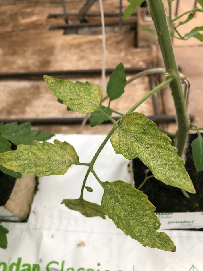八街農場 １０月の病害虫と肥培管理 ミニトマト 極めるコラム アグリカルチャークラブ